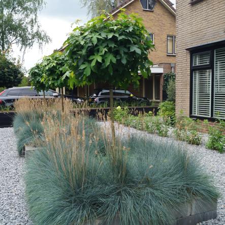 Border met bolbomen en siergras